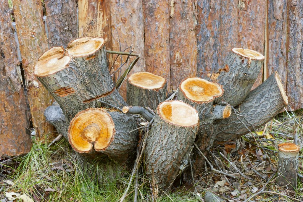 Tree Service Odgen - Stump Removal and Grinding in Ogden